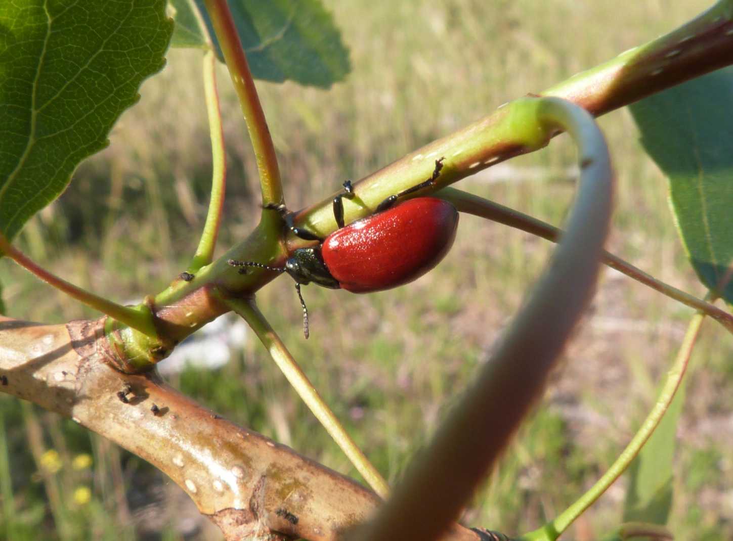 Chrysomela populi: la grande abbuffata